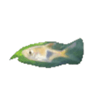 魚 生物 魚類写真 熱帯魚（個別スタンプ：6）
