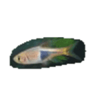 魚 生物 魚類写真 熱帯魚（個別スタンプ：7）