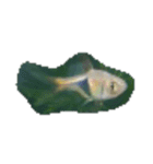 魚 生物 魚類写真 熱帯魚（個別スタンプ：8）