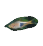 魚 生物 魚類写真 熱帯魚（個別スタンプ：9）