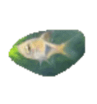 魚 生物 魚類写真 熱帯魚（個別スタンプ：10）
