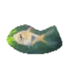 魚 生物 魚類写真 熱帯魚（個別スタンプ：11）
