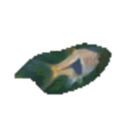 魚 生物 魚類写真 熱帯魚（個別スタンプ：12）