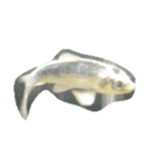 魚 生物 魚類写真 熱帯魚（個別スタンプ：19）