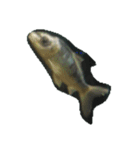 魚 生物 魚類写真 熱帯魚（個別スタンプ：24）