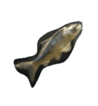 魚 生物 魚類写真 熱帯魚（個別スタンプ：26）