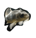 魚 生物 魚類写真 熱帯魚（個別スタンプ：27）