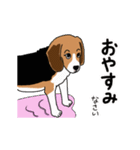 動くビーグル犬U^ェ^U（個別スタンプ：4）