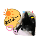 ポメラニアンのはに丸（個別スタンプ：1）