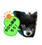 ポメラニアンのはに丸（個別スタンプ：2）