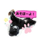 ポメラニアンのはに丸（個別スタンプ：3）