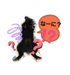 ポメラニアンのはに丸（個別スタンプ：4）