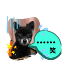 ポメラニアンのはに丸（個別スタンプ：5）