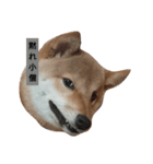 ぶさかわきなこ（個別スタンプ：1）