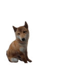 ぶさかわきなこ（個別スタンプ：8）