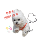 マルチーズ❤️リム（個別スタンプ：1）