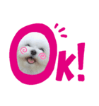 マルチーズ❤️リム（個別スタンプ：5）