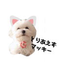 マルチーズ❤️リム（個別スタンプ：6）