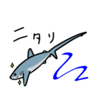 サメサメスタンプ（個別スタンプ：27）
