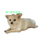 お犬さまと仲間たち（個別スタンプ：1）