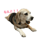 お犬さまと仲間たち（個別スタンプ：2）