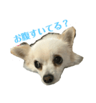 お犬さまと仲間たち（個別スタンプ：3）