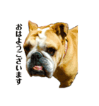 お犬さまと仲間たち（個別スタンプ：4）