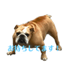 お犬さまと仲間たち（個別スタンプ：5）