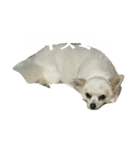 お犬さまと仲間たち（個別スタンプ：7）