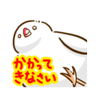 ことり（すずめぶんちょうキンカチョウ）（個別スタンプ：13）