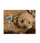 クッキーという名のトイプードル（個別スタンプ：1）