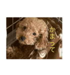 クッキーという名のトイプードル（個別スタンプ：3）