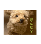 クッキーという名のトイプードル（個別スタンプ：4）