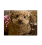 クッキーという名のトイプードル（個別スタンプ：5）