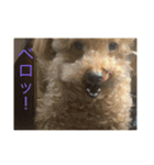 クッキーという名のトイプードル（個別スタンプ：6）