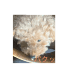 クッキーという名のトイプードル（個別スタンプ：7）