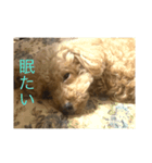 クッキーという名のトイプードル（個別スタンプ：8）