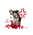 いつものほんわか（個別スタンプ：3）