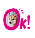 柴犬ココのスタンプ（個別スタンプ：1）