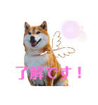 柴犬ココのスタンプ（個別スタンプ：2）