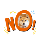 柴犬ココのスタンプ（個別スタンプ：3）