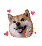 柴犬ココのスタンプ（個別スタンプ：4）