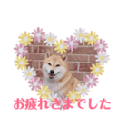 柴犬ココのスタンプ（個別スタンプ：5）