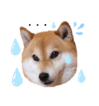柴犬ココのスタンプ（個別スタンプ：6）