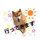 柴犬ココのスタンプ（個別スタンプ：7）