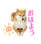 柴犬ココのスタンプ（個別スタンプ：8）
