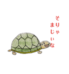 かめ部長（個別スタンプ：2）