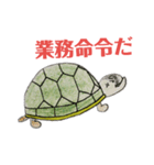 かめ部長（個別スタンプ：5）
