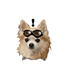 CHI HUA HUA  WOLF  2（個別スタンプ：2）