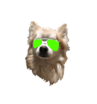 CHI HUA HUA  WOLF  2（個別スタンプ：8）